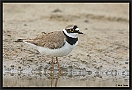 Kleine Plevier, Little Ringed Plover, Charadrius dubius Location: Wierden, the Netherlands kleine plevier MG 0041 kopie